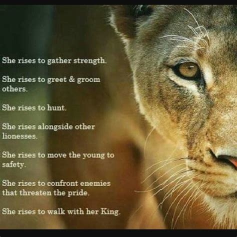 lioness quotes|Top Lioness Quotes of All Time